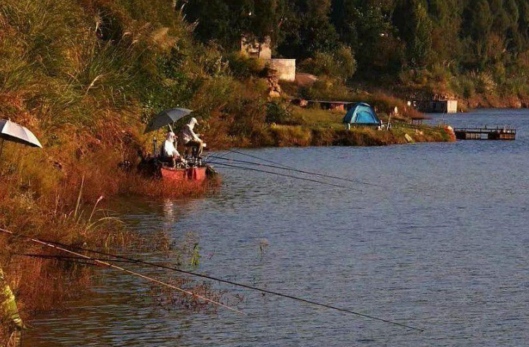 |用好红虫饵,想不爆户都难,红虫钓鱼技巧都在这——盛世三渔