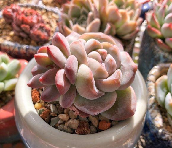 说说家装那点事儿|花最少的钱，买最便宜的多肉，专挑二手多肉，也可以养得很好