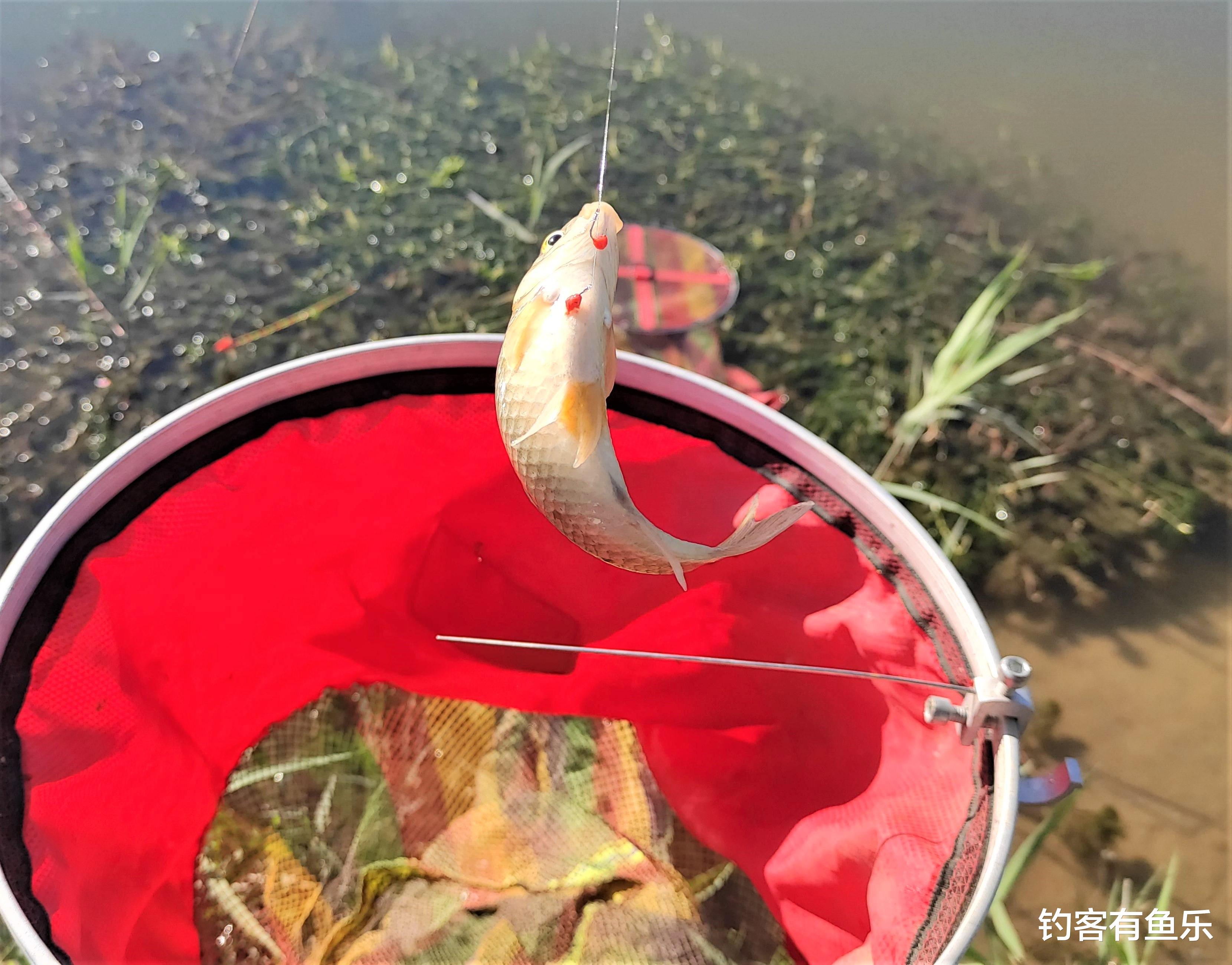 |钓鱼钓多钓少，打窝是关键，打窝方法不当，鱼窝也会成“死窝”