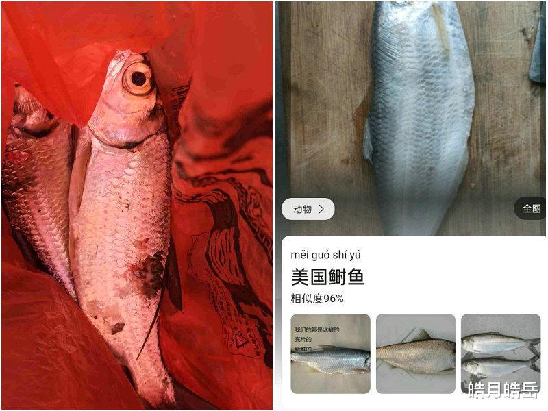 佛山钓友西江钓起“怪鱼”,外形酷似鲥鱼,钓鱼人:赶紧收竿回家
