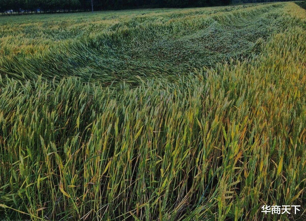 华商天下 麦子倒了，少收了三五斗！所幸一斤小麦买不了一瓶水，亏不了多少