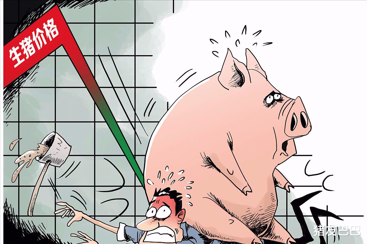 豬價預警：3月3日，豬價連漲行情沖高，專傢：市場回落風險加劇！-圖5