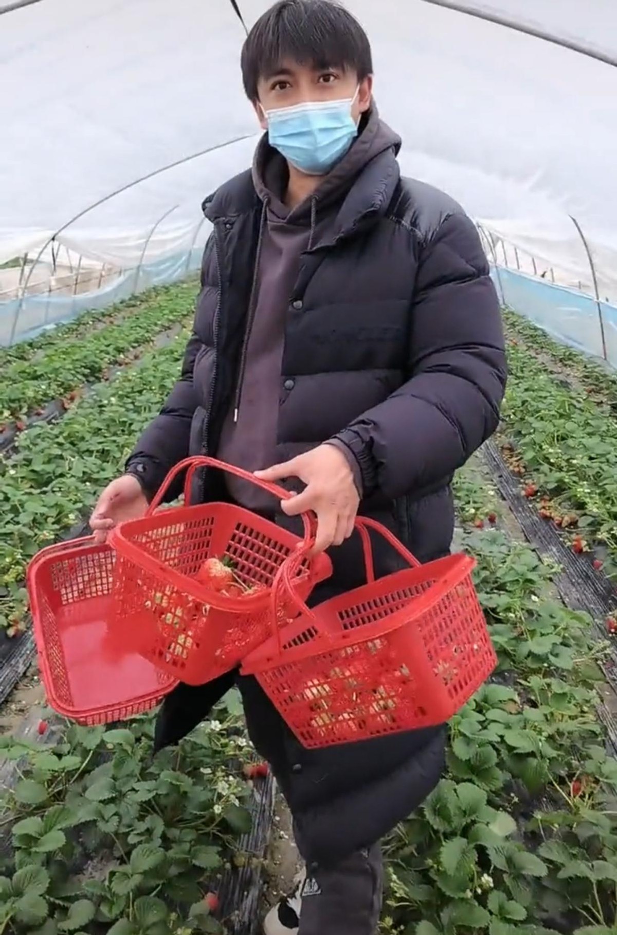 李佳航|李佳航3岁儿子大变样！皮肤变白眼睛像爸爸，摘草莓是李晟掌镜