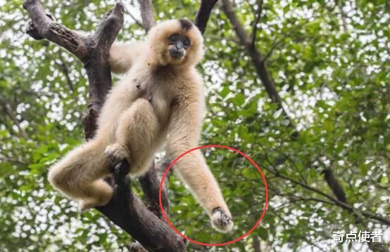 极为罕见！野生长臂猿捕食小动物，吃肉不吃皮，它们正在进化？