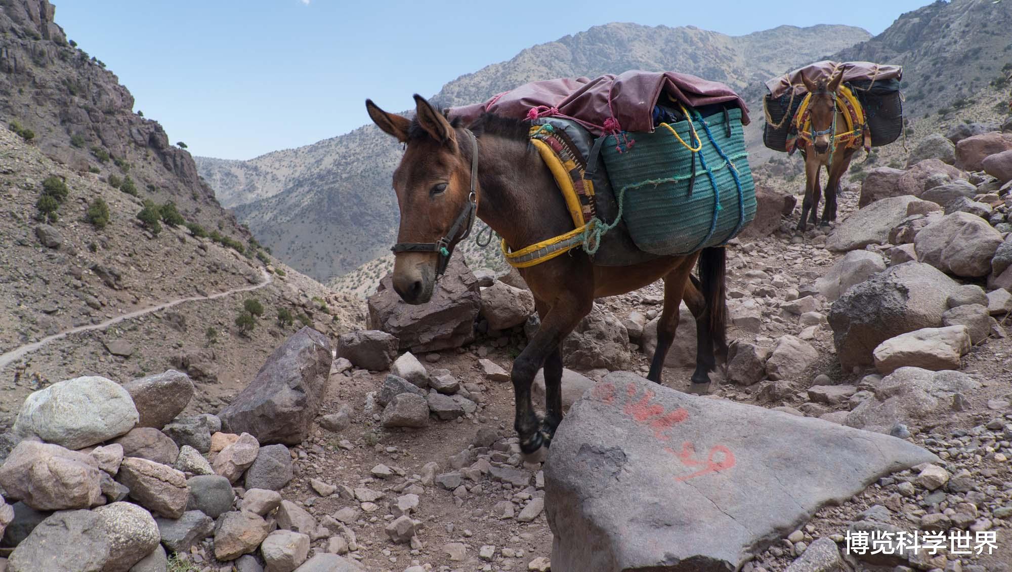 染色体 骡子怀孕，将带来灭亡！佛陀约2500年前说过的话，有没有科学道理？
