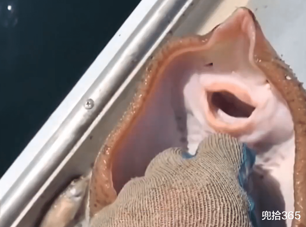 |此鱼是常见的经济鱼类,钓友却给它“挠痒痒”,神奇的一幕出现了