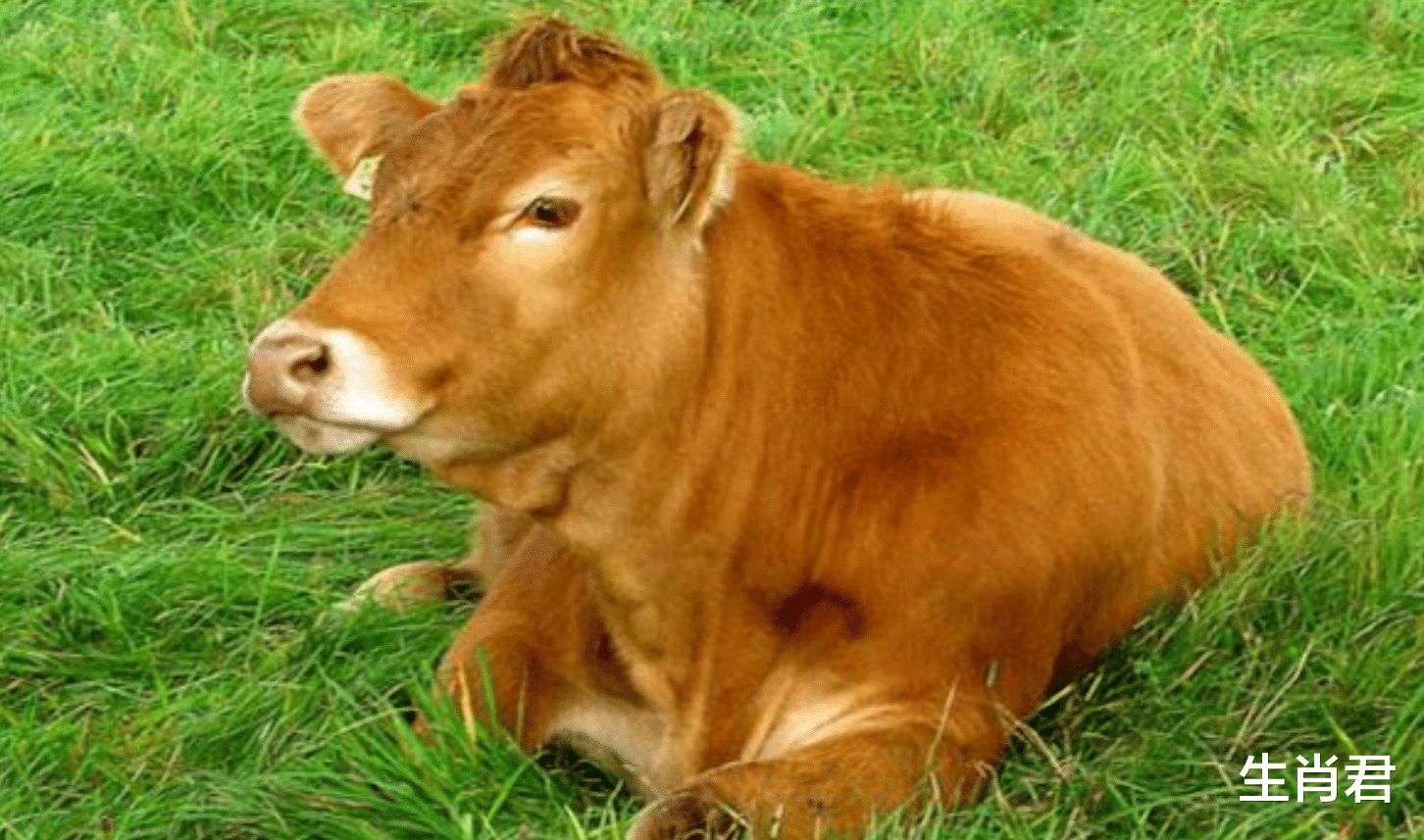 属牛|机会爆棚人缘好的属牛人,在职场中不断打拼,手握机会逆风翻盘