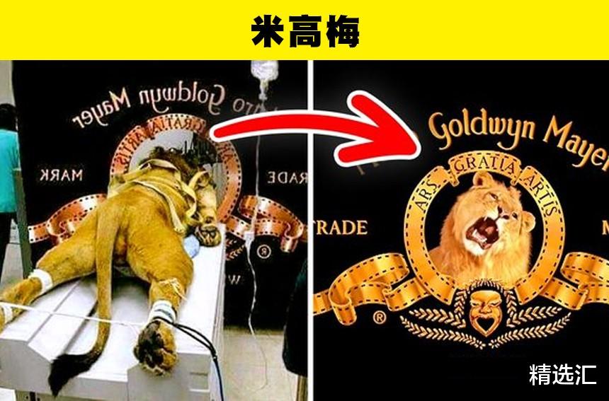 双十一|安卓的标志设计灵感和厕所有关？7个世界知名品牌的标志冷知识