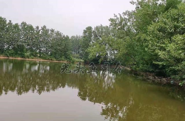 池塘|拆迁塘钓鱼，小鱼闹窝严重玉米都啃，想不到来个惊喜！