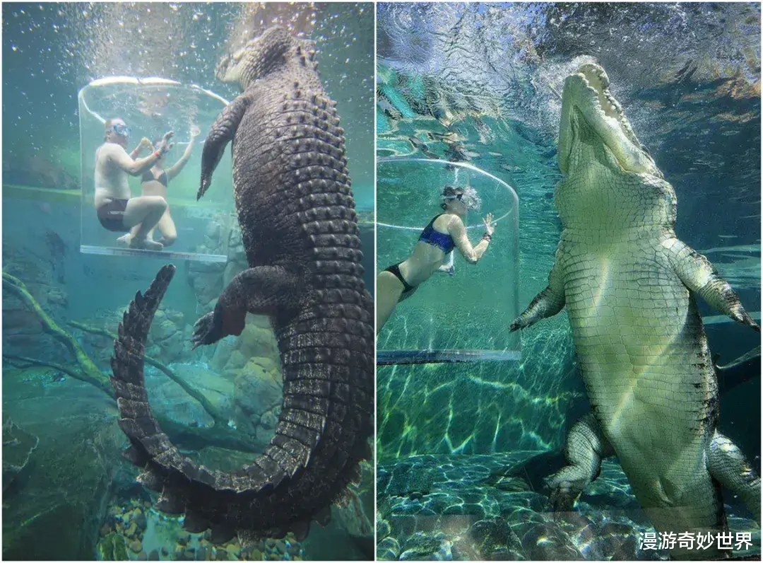 漫游奇妙世界|不比不知道，一只蝌蚪居然能长这么大