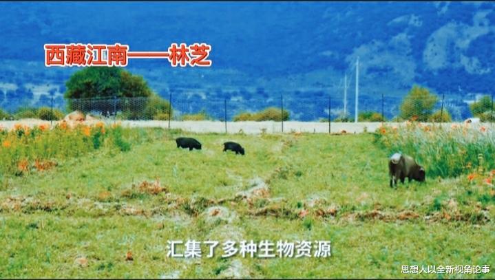 思想人以全新视角论事 青藏铁路格尔木~拉萨段，会修建成双线电气化铁路吗?