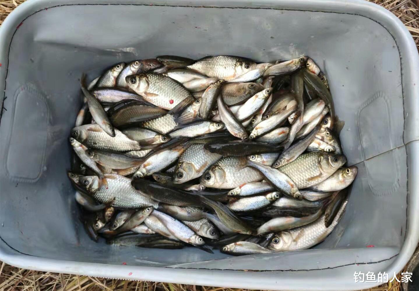 |?野河沟拉饵钓鱼，狂拽398条小杂鱼，这是钓鱼人的下酒好菜