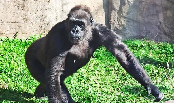  大猩猩和婴儿一起长大，认为自己是一个人，9个月后赶紧终止实验