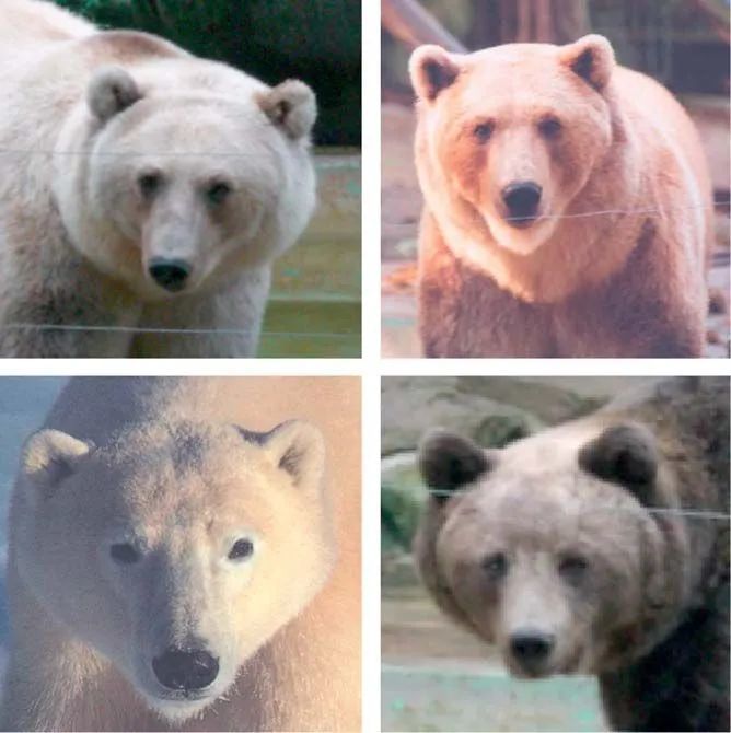 北极熊 北极熊和棕熊杂交，会生出什么东西？不是灰的，就是白的！