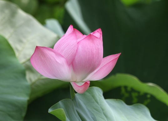 属鸡|9月份，4属相财运亨通，大奖连中，收获多多，喜事不断