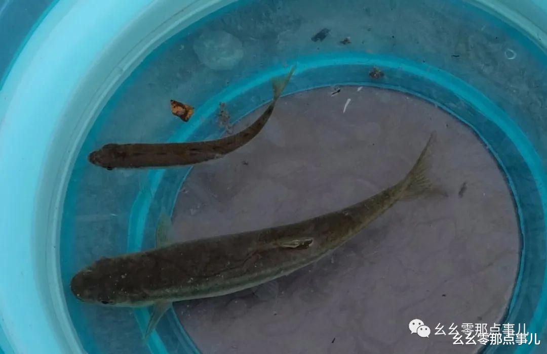 幺幺零那点事儿 北京怀柔战柳根，放流使我更快乐！野钓乐享山水，做环保钓鱼人