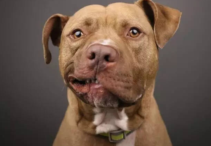 掌上社评 丽水比特犬咬伤77岁老太，事发时犬只未拴绳，也未办理狗证