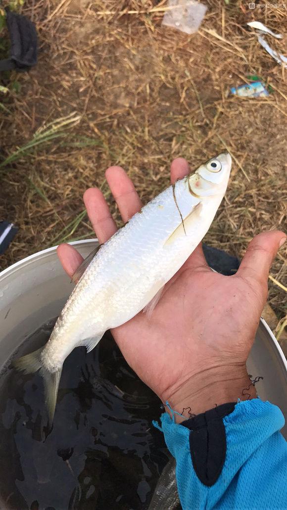 家中大小宝|容易钓获的鱼种名,白条:小瞧我会付出代价!