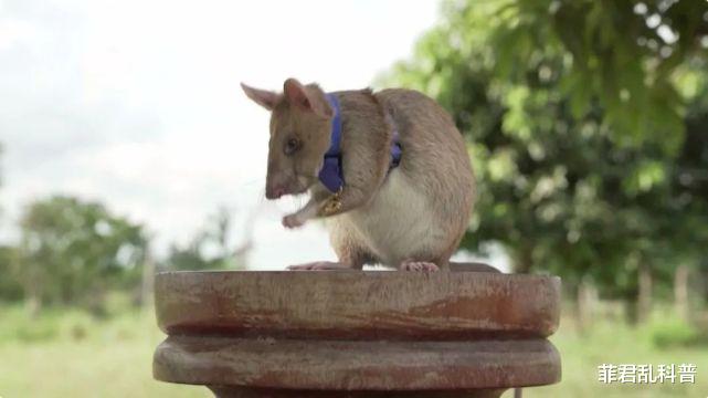 基因 世界上有一种老鼠，用生命在保护人类，可惜许多人不知道
