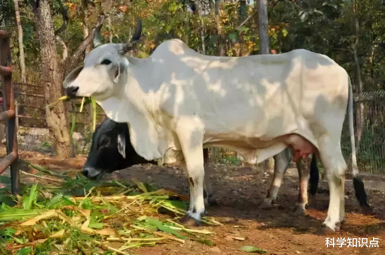印度造出全球首個“牛糞芯片”，能防輻射能抗病毒，已出口給美國-圖2
