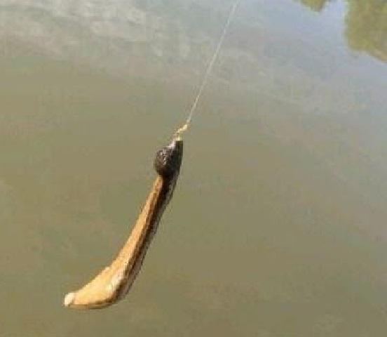 南京|南京男子钓上一条马鳖，嫌太丑给扔了，网友：这可是值钱货