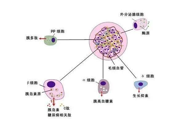干细胞在糖尿病领域展望:MSCs到iPSCs,再生医学的自我颠覆之路