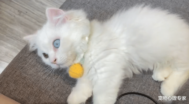 女子花7500买了只矮脚猫,回去才发现喵耳聋:这可怎么办呀?