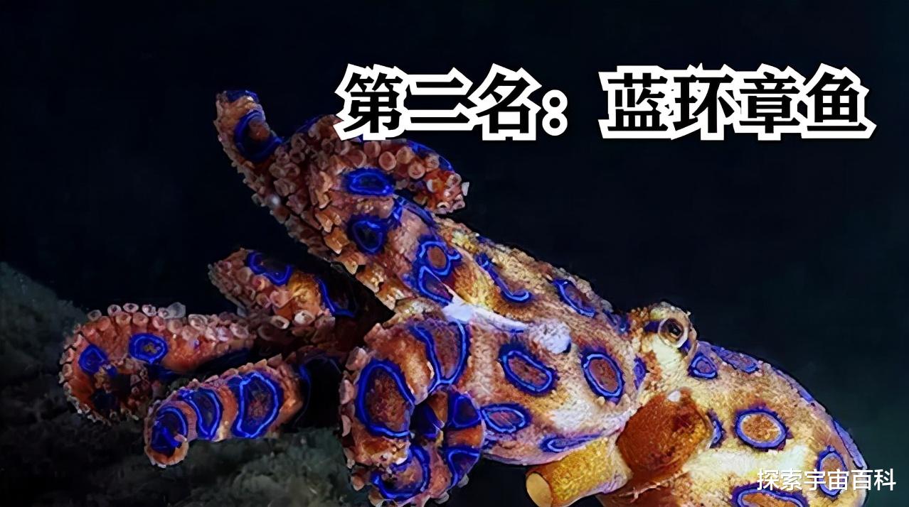 毒液 看似鲜艳实则剧毒无比,海洋里的剧毒生物,个个超乎你的想象