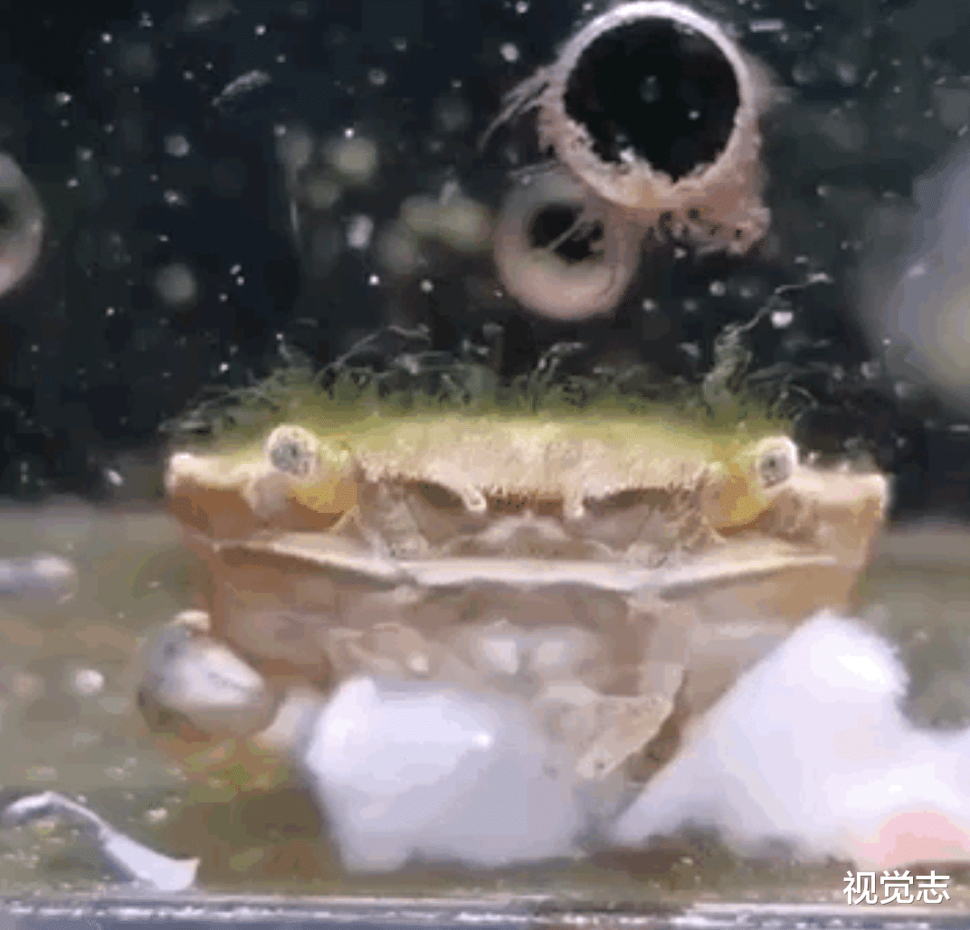 视觉志 一个网红，决定向死而生