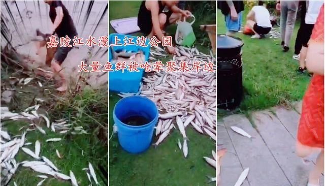 宓孤林|洪水来袭,嘉陵江大量鱼群被呛晕,南充江边公园堆满捞起来的鱼