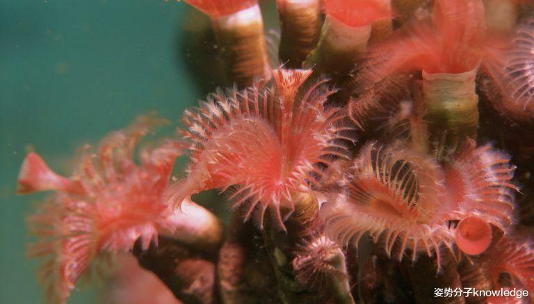 南极冰架下发现神秘生物!77个新物种!