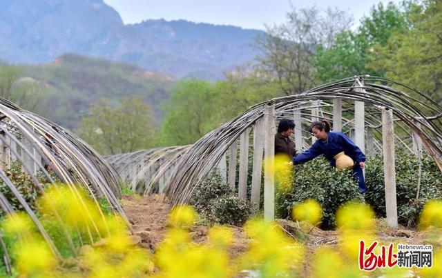 河北新闻网 河北灵寿：茶香飘太行