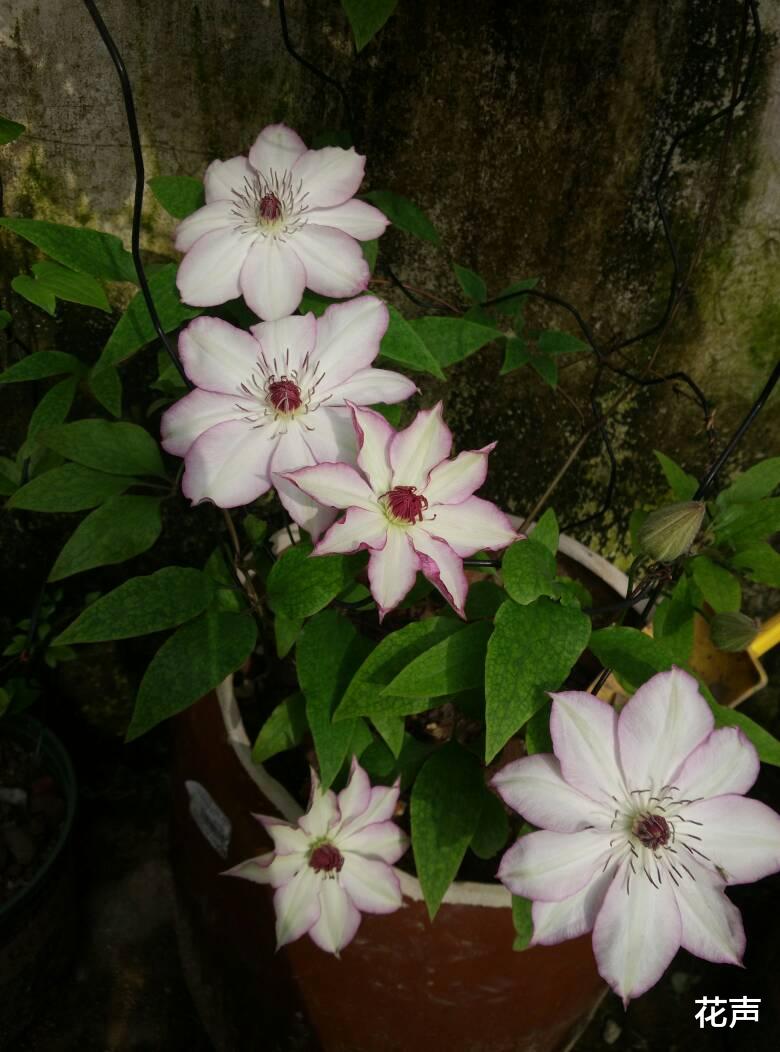 花声|秋天养啥花？养棵“浅笑”吧，又仙又美，丰花勤花，养护很简单！