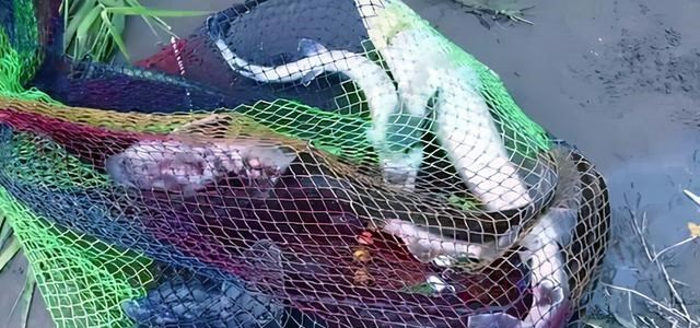 |河北一河中出现大量“中华鲟”，钓鱼人蜂拥而至，还不忘合影炫耀