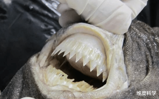 鲨鱼 “战斗力爆表”！这种鲨鱼体型不大，却成为了海洋生物的噩梦