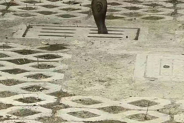 银环蛇 眼镜蛇为何如此可怕？在我国又能看到几种？和银环蛇相比谁更强