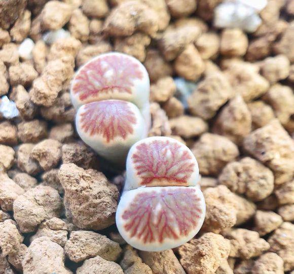 说说家装那点事儿|现在，还有人！花几十块买1棵生石花？你的脑袋需要升级了！