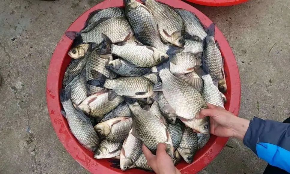 |春钓滩不是要钓浅,了解真相后,鱼获翻几倍都不是问题。