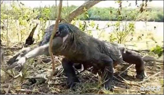  全球仅剩3000头？处于食物链顶端的巨兽，为何会走到濒临的地步？