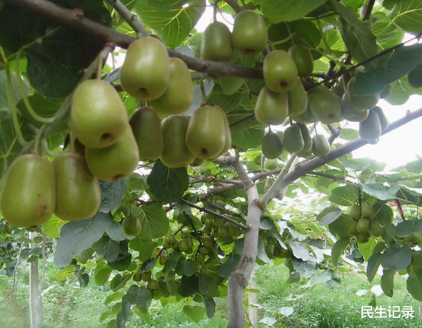 白血病|猕猴桃正在“逃”走
