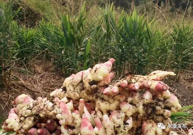 永康人 浙江公布新一批名单，永康4个城镇入选！有你的家乡吗？