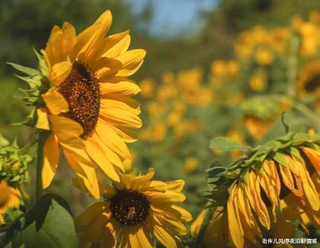 老伴儿风停夜泊聊情感|人到中年，接受人生的遗憾，是智者之举