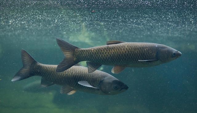 童书小窝|玉米为何钓不到草鱼?不是钓不到,而是你用错了!