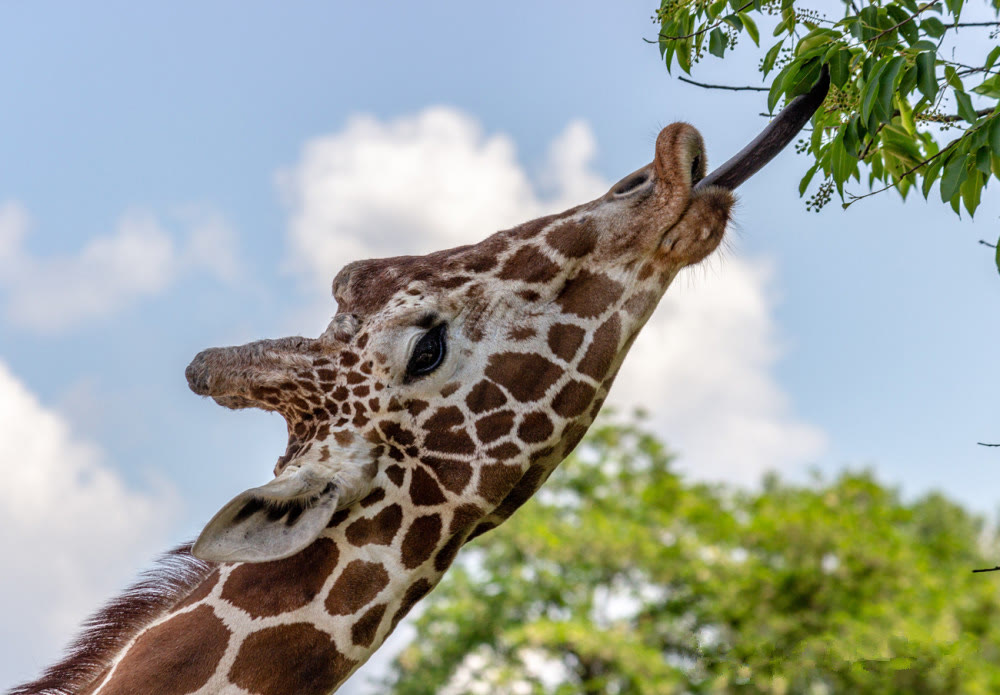  达尔文进化论漏洞百出？有人重新拿出了拉马克的“用费进退”理论