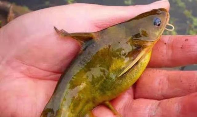 饵料|二十年老司机果然名不虚传，自从有这黄颡鱼钓法，一斤大鲫不想钓