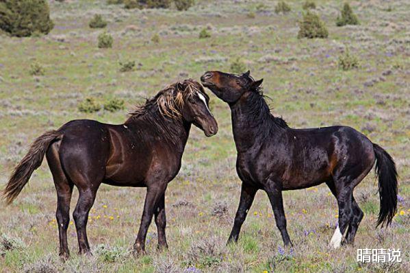 晴晴说|属马人，冲劲十足，完全没有办法真正的静下来！