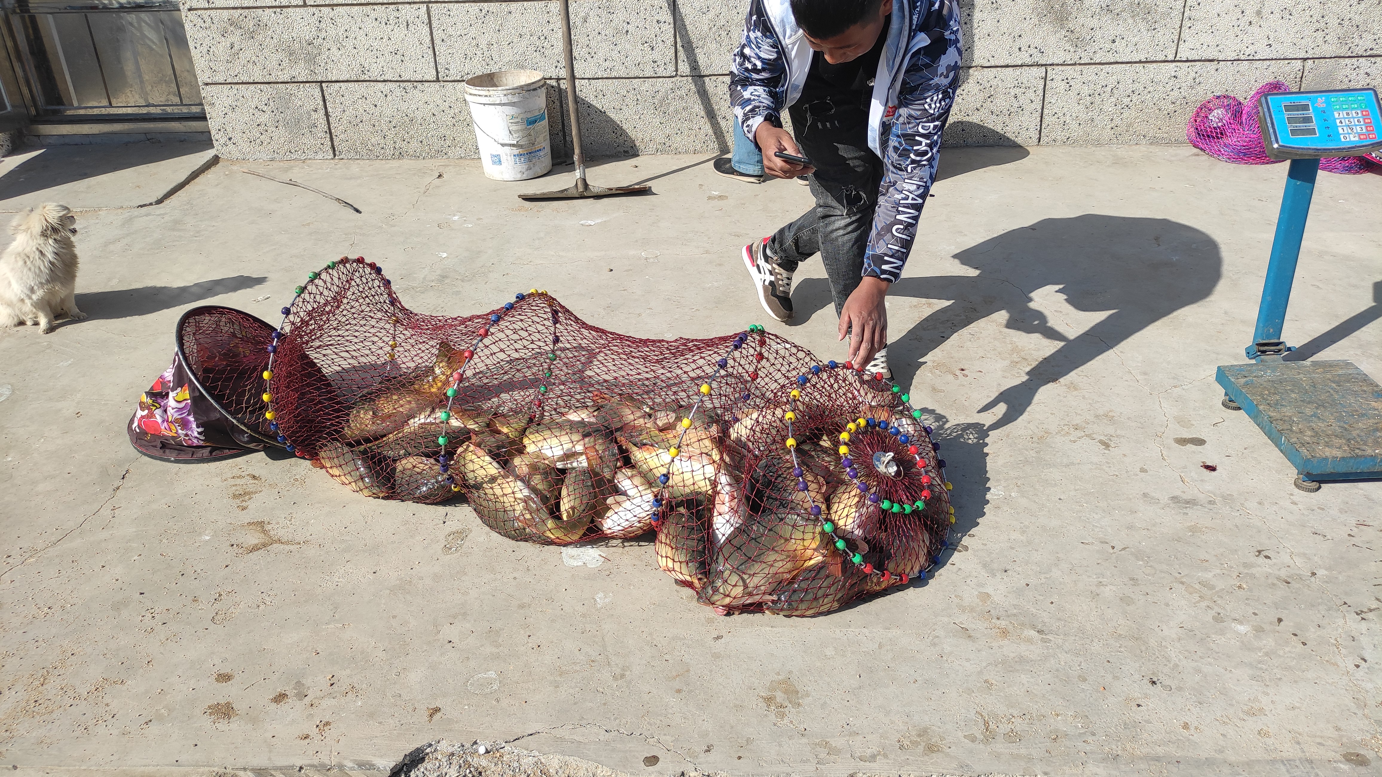 德国队|在德国钓鱼“人很惨”，在中国钓鱼“鱼很惨”，差距咋这么大呢