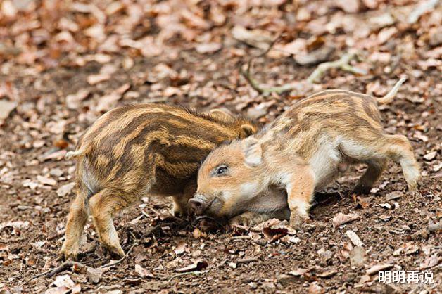 明明再说 属猪人2021年，四月运势否极泰来，有财星入库