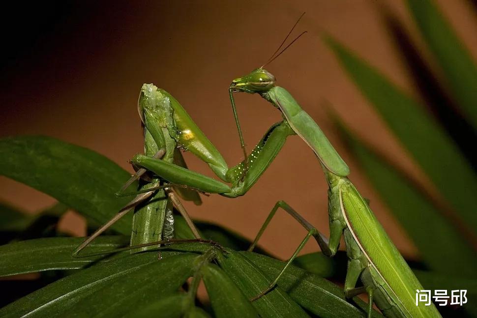 蜘蛛 用痛苦的方式表达爱意的动物们：在交合之中丧命