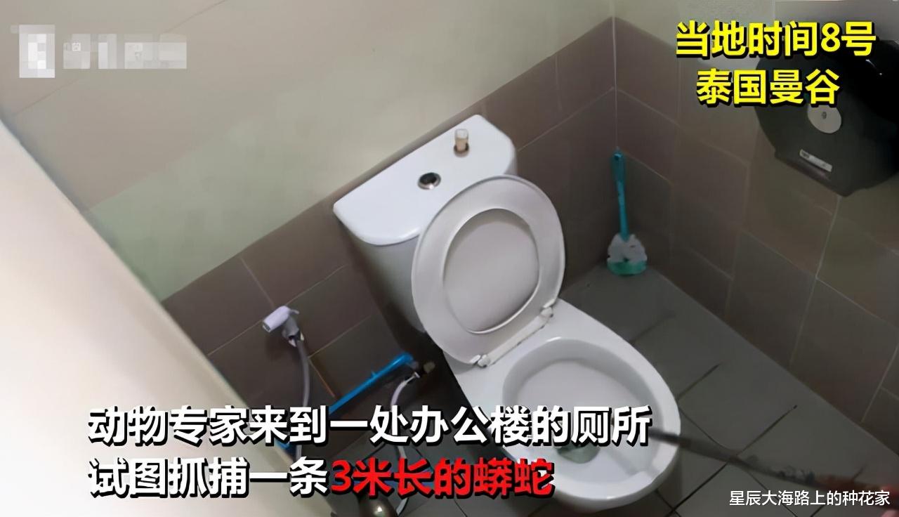 荷兰男子在南非蹲马桶,丁丁被眼镜蛇咬伤,结果溃烂被部分切除!